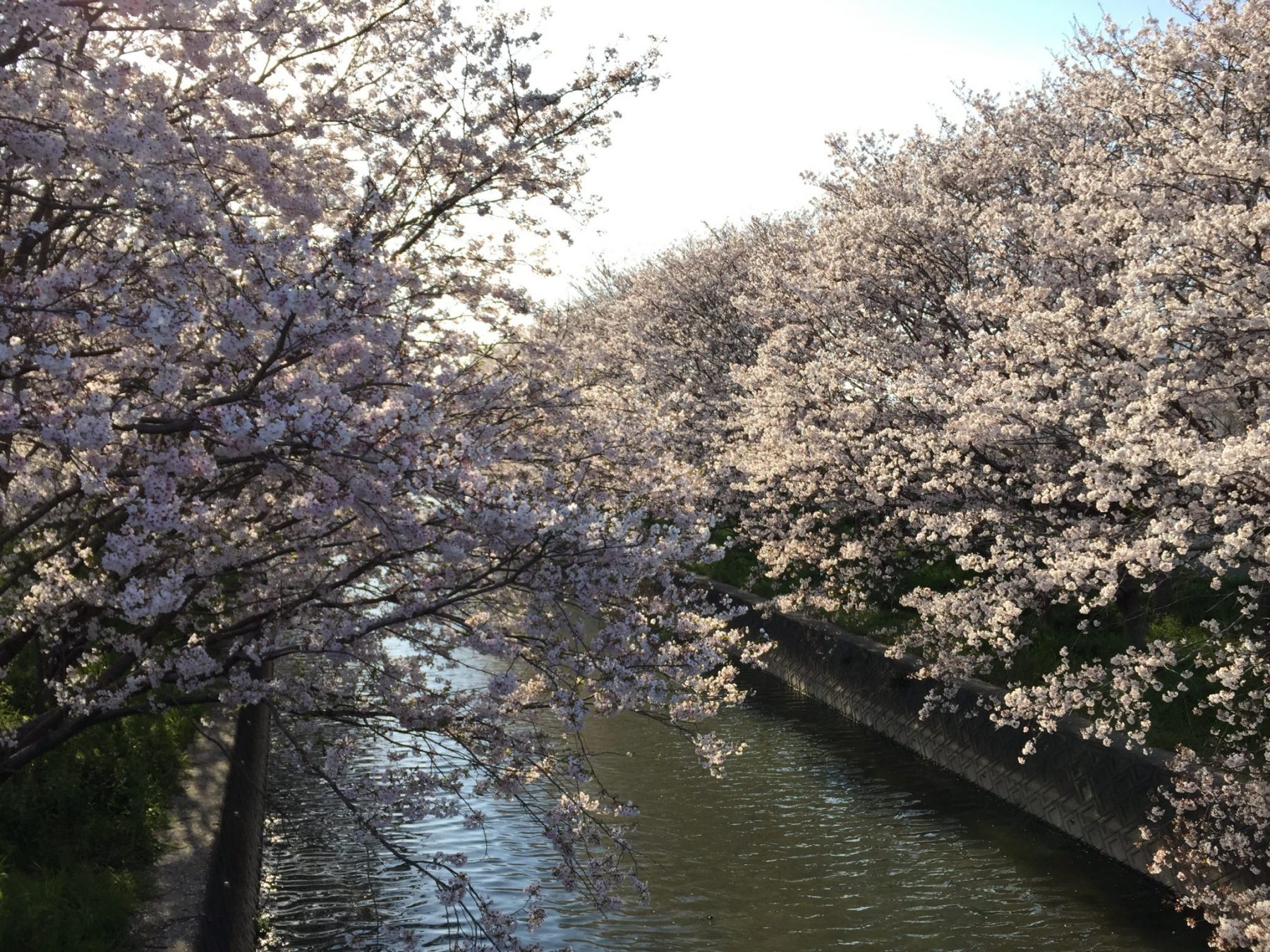 大牟田で桜の穴場みつけました